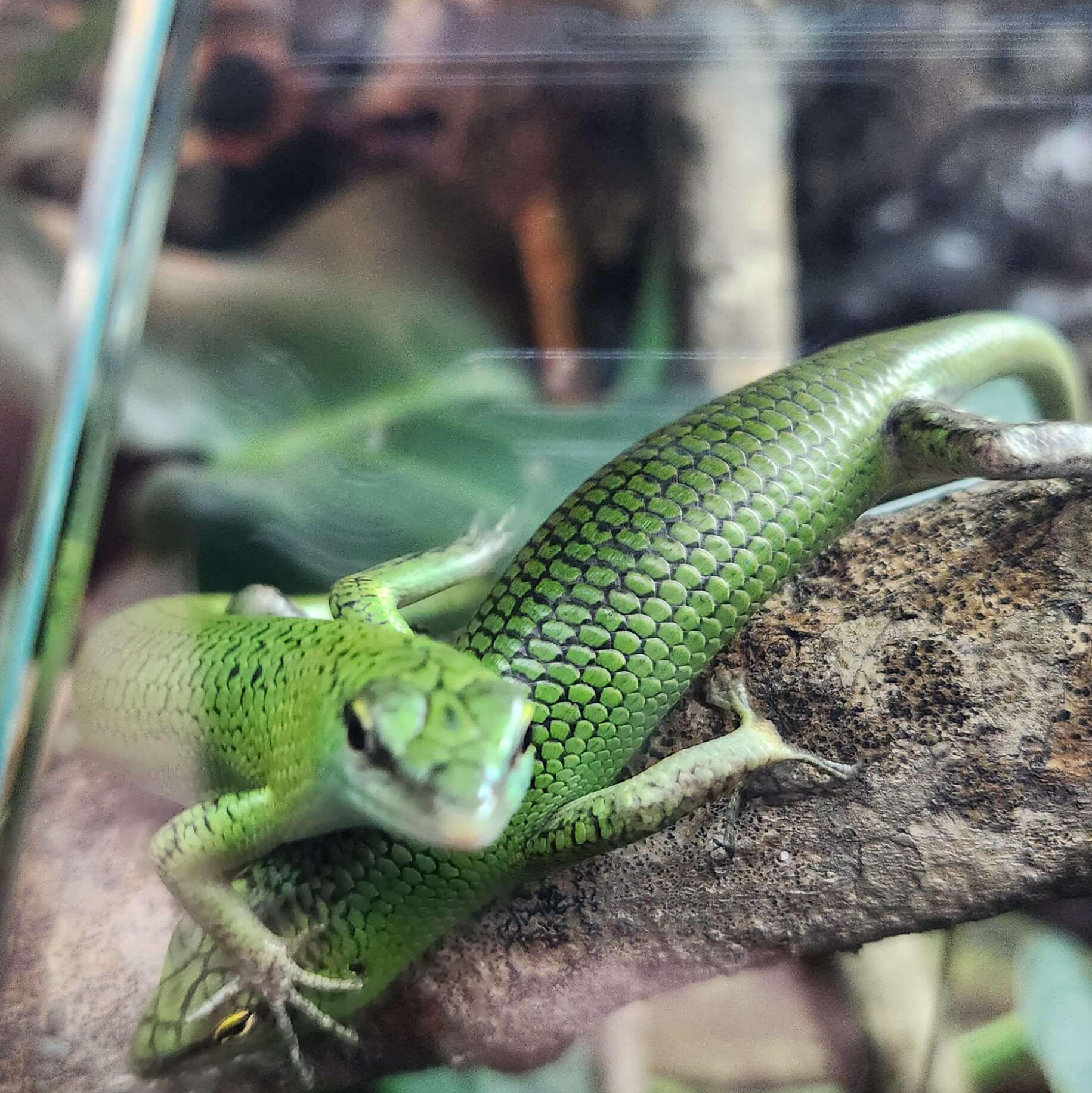 Lizard 1