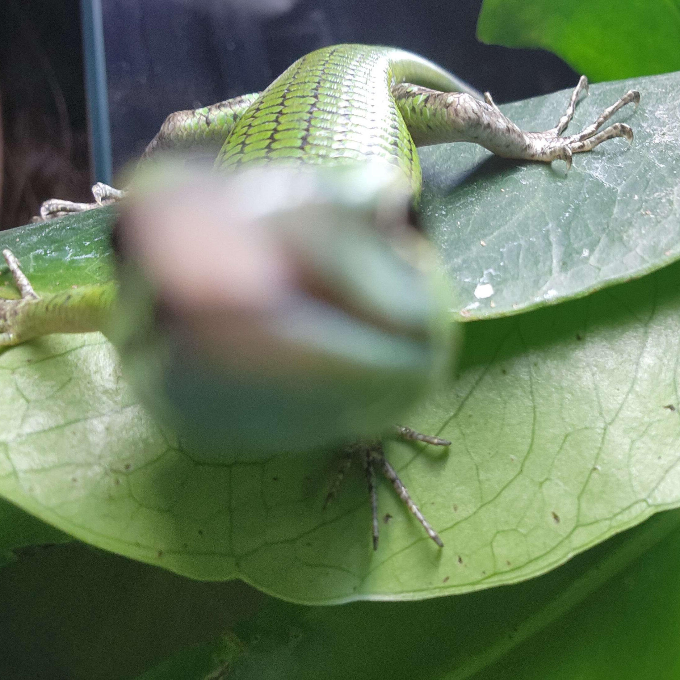 Lizard 2
