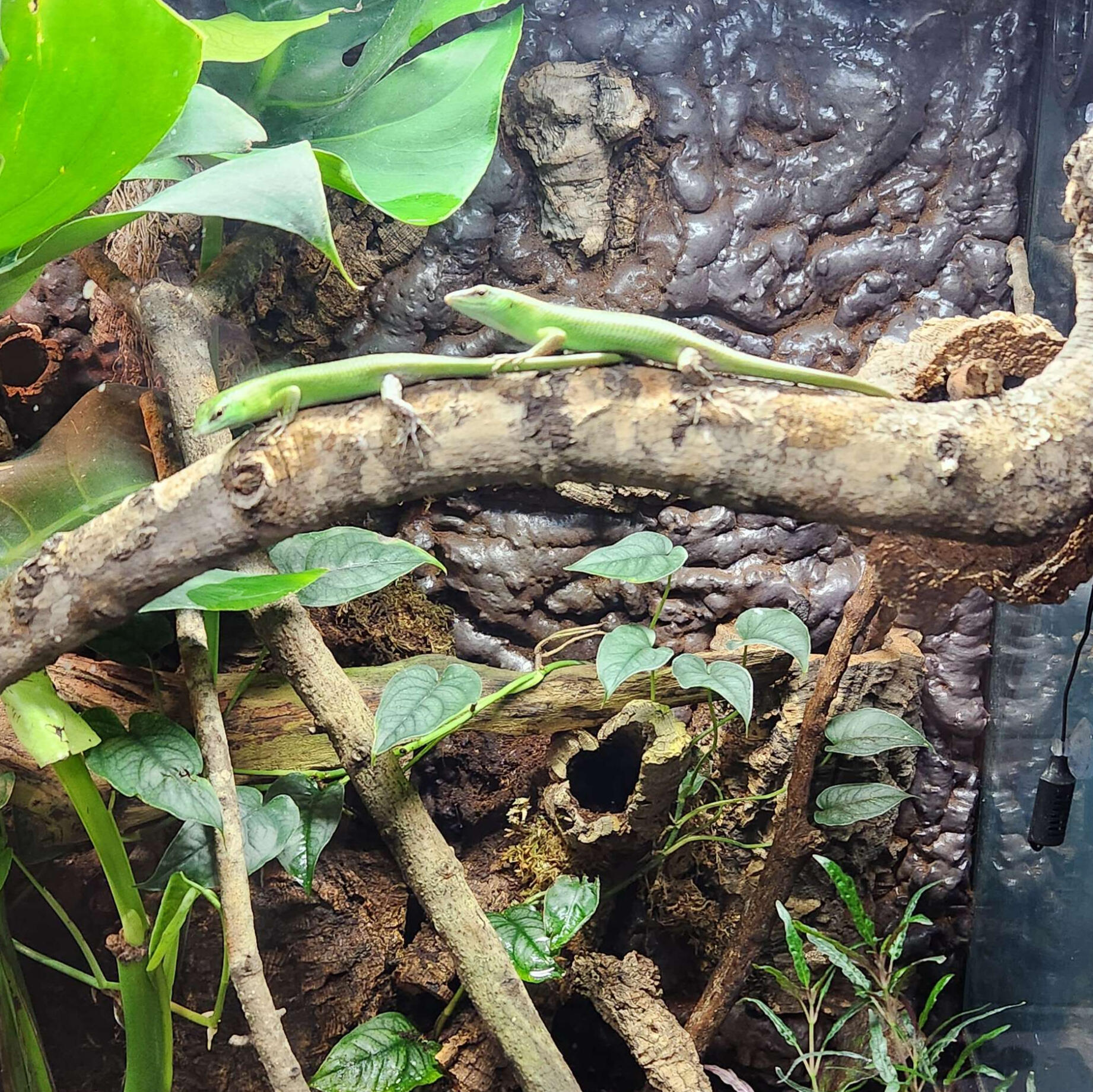 Lizard 3