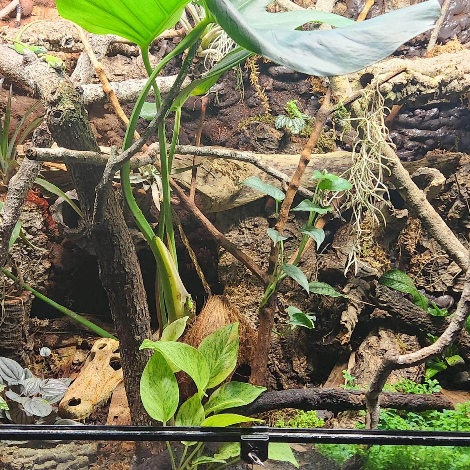 Lizard 4